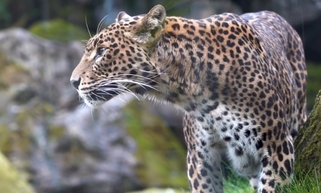Burgers´ Zoo